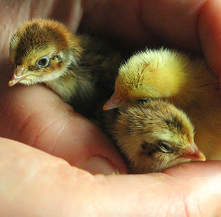 Three newly hatched organic coturnix quail