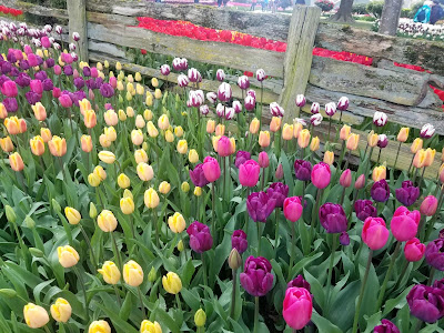 A field of yellow, mauve and two-color tulips with a fence in the background
