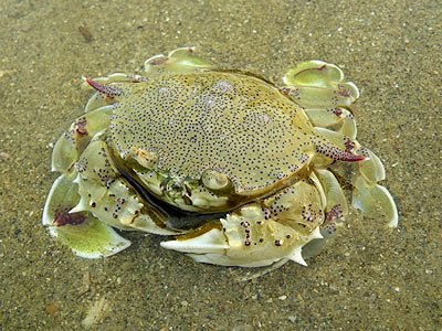 Spotted Moon Crab (Matuta lunaris)