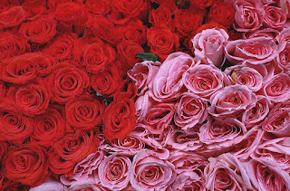 Mawar Pink dan Merah