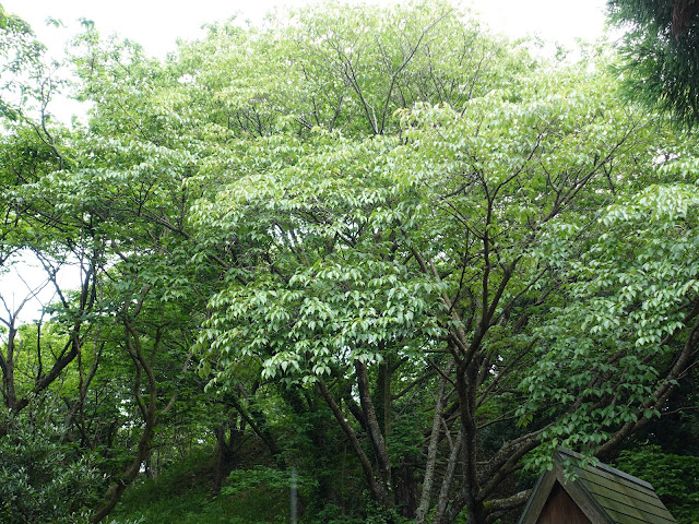 鳥取県米子市淀江町福岡　伯耆古代の丘公園