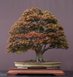 Bonsai in autumn