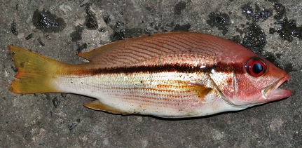 Ikan Kunyit atau Amoi Amoi