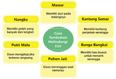 Frayer Cara Tumbuhan Melindungi Diri