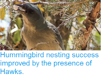 http://sciencythoughts.blogspot.co.uk/2015/09/hummingbird-nesting-success-improved-by.html