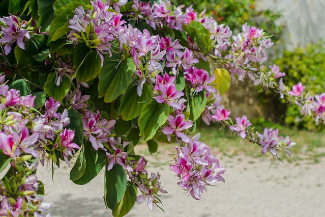 Medicinal Plants Found in Terai Region of Nepal