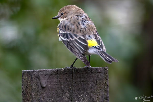 Myrtle (yellow-rumped) warbler