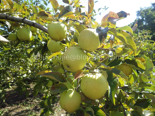 Fushoushan Farm apple picking