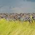 Zebras in Serengeti National Park, Tanzania © pchoui/Getty Images