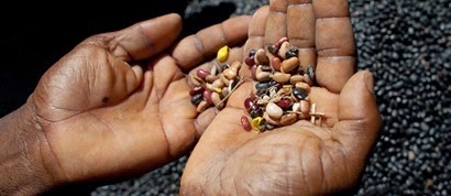 Hands-Holding-Seeds1-1200x520