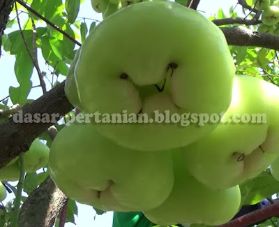 Cara Mengatasi Jambu Air Yang Tidak Anggun Atau Masbodoh Rasanya