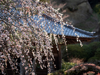 Shidare-ume (weeping Japanese apricot) flowers: Kaizo-ji