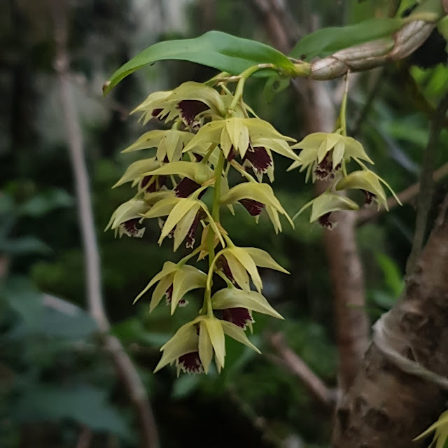 Dendrobium strongylanthum