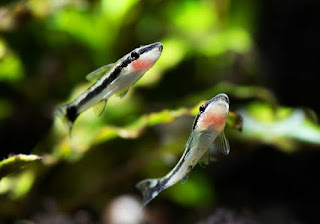 otocinclus catfish