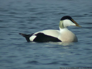 Eider común Somateria mollisima