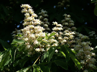 Marronnier commun - Aesculus hippocastanum - Marronnier d'Inde