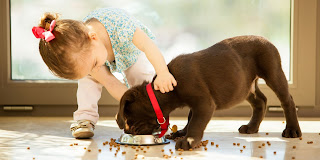 ¿A los perros le gustan los niños?