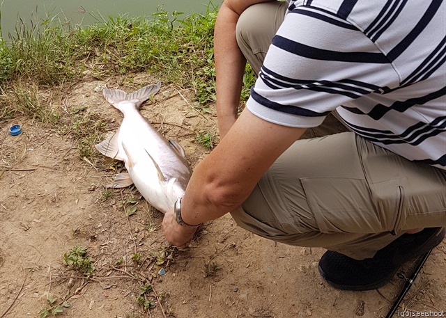Mekong Catfish caught at Bo Sang Fishing Park, Chiang Mai