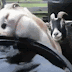 Funny Goats Gifs