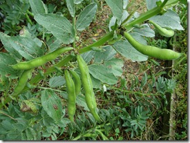 broad beans