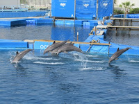 oceanografic valencia