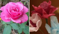 Real and artificial roses