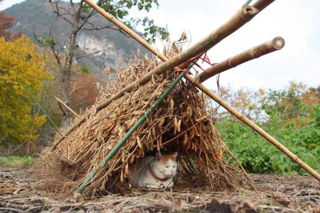 CERITA ASYIK Kucing  Lucu Narsis Unyu  yang Bergaya 