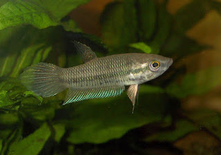 Betta Pallida