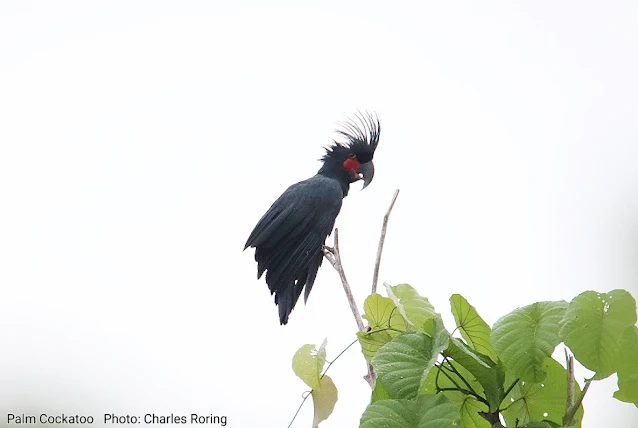 Palm cockatoo in Saporkren village of Waigeo