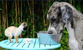 tallest dog in the world