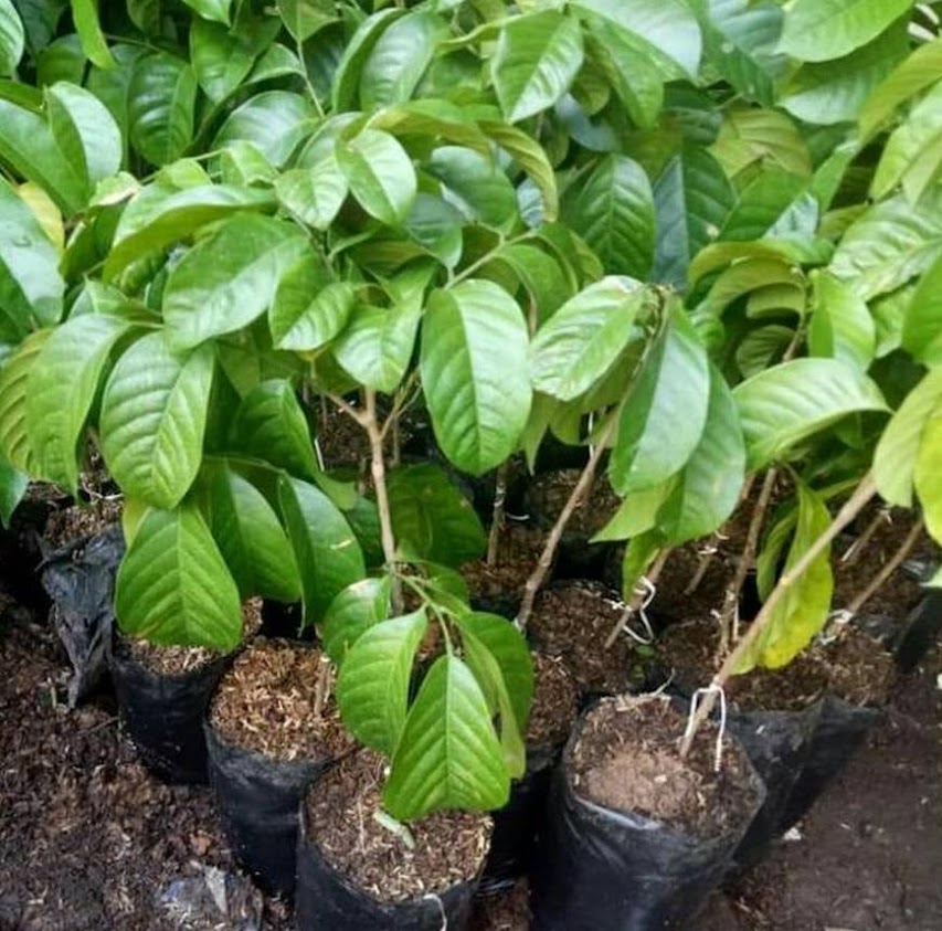 bibit duku tanaman palembang super okulasi pohon dukuh manis jumbo genjeh cepat berbuah koleksi langka Banten