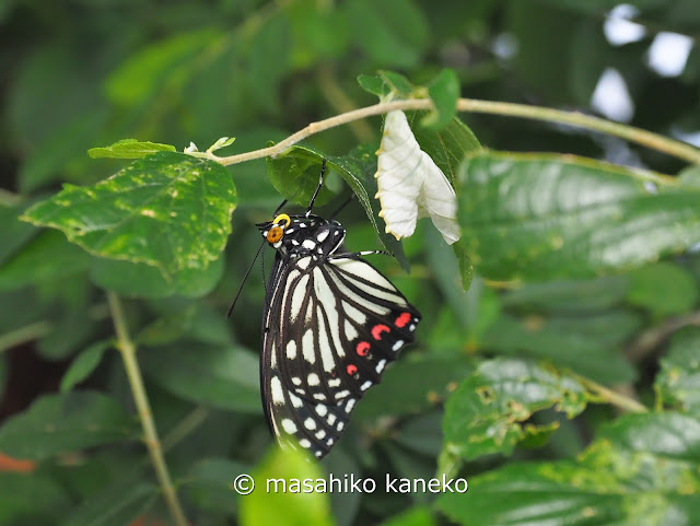 アカボシゴマダラ　羽化