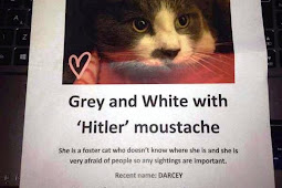 Grey and white cat with Hitler moustache missing in Market Harborough