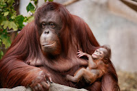 orangutans