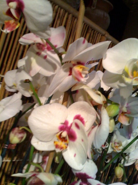 orchid