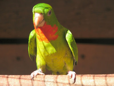 Image result for red throated conure