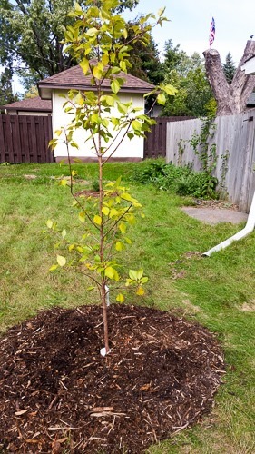 apricot tree