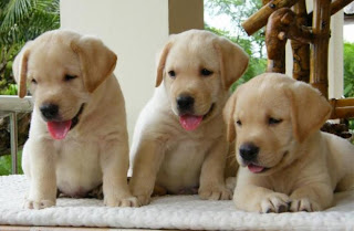 labs for sale