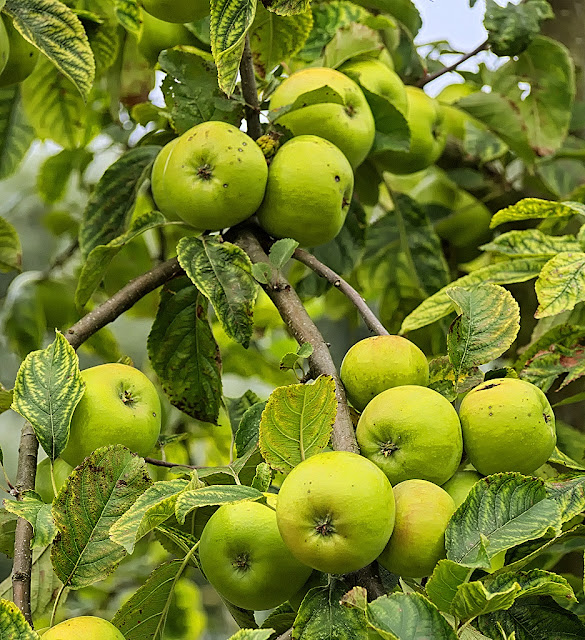 Bunches of ripening apples in closeup