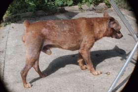 Dog affected by demodectic mange mites