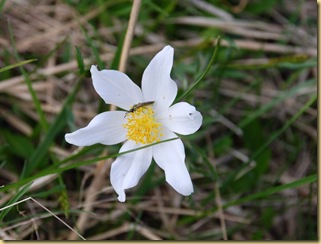 26-Anemone baldensis