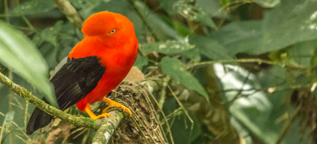 Birding Tours Package To Peru