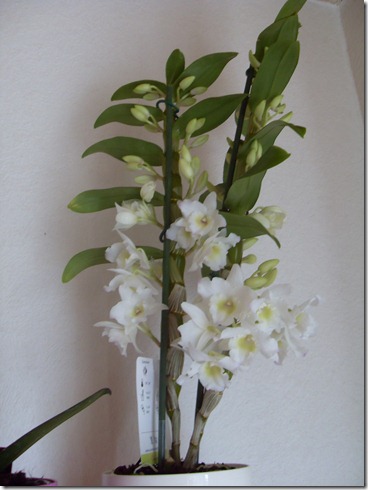 2011_04 Orchidee Dendrobium (1)