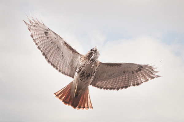 Christo flies a rat to the nest.