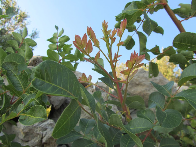 Nuova Vegetazione Terebinto