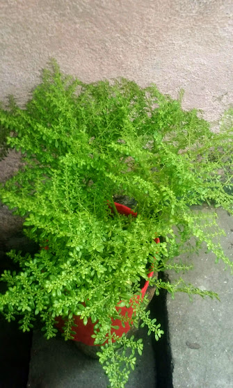 Enquanto algumas plantas estão sempre florindo, outras nos fazem perguntar; Será que essa planta dá flor? Temos essa dúvida em relação a muitas plantas! Por que isso acontece?
