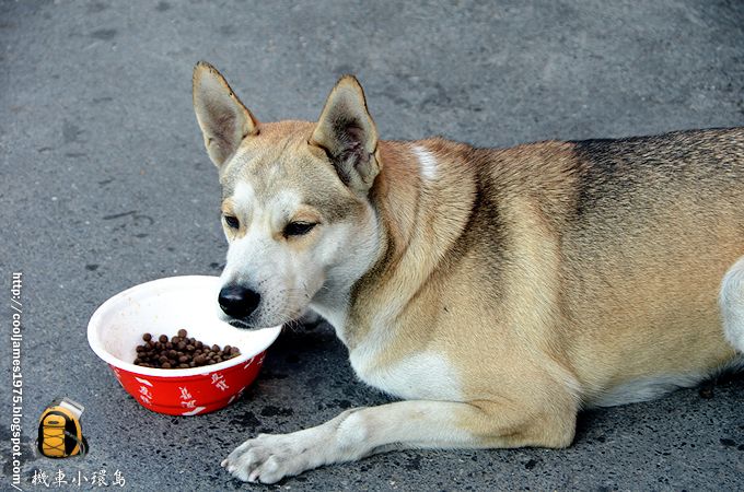 ▲狗狗也開始之早餐了，我在隔壁的7-11買了杯咖啡跟麵包。