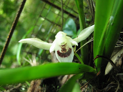 Chondroscaphe bicolor orchid plant care and culture