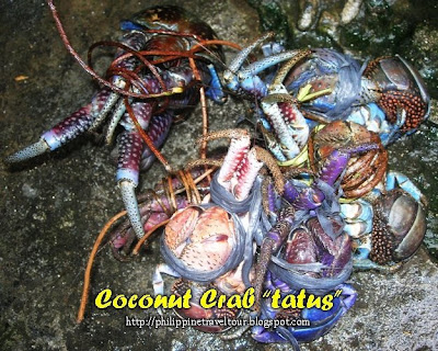 tatus. The coconut crabs (Birgus latro) are also known as "tatus" in Batanes, 