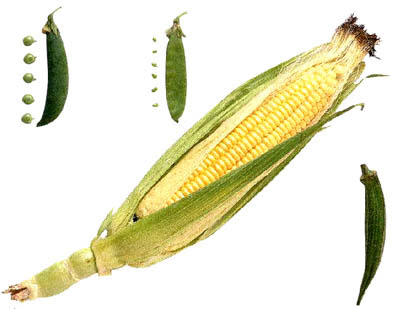 super corn